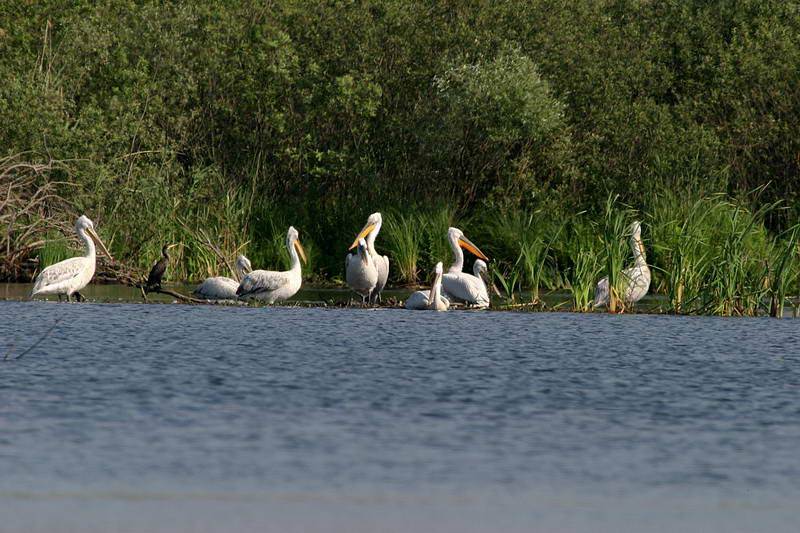 Dalmatijos pelikanai - Škadaro nacionalinio parko talismanas